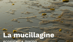 Il Problema della Mucillagine nell’Adriatico