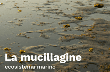 Il Problema della Mucillagine nell’Adriatico