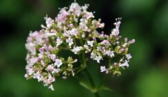 Proprietà, Usi e Benefici della Valeriana